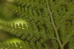 Microlepia setosa