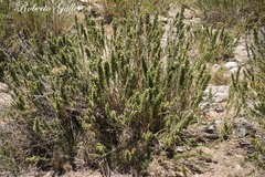 Baccharis grisebachii