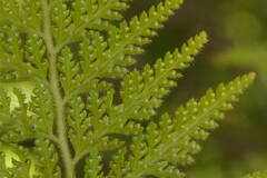 Microlepia setosa