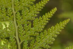Microlepia setosa