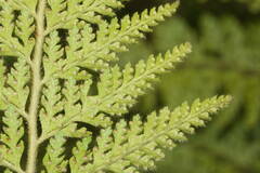 Microlepia setosa