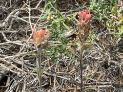 Castilleja praeterita
