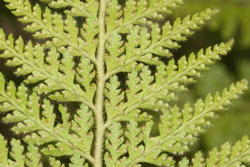 Microlepia setosa