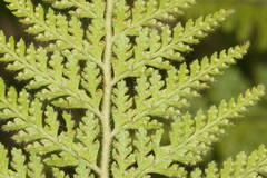 Microlepia setosa