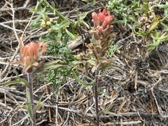 Castilleja praeterita