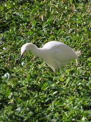 Egretta thula