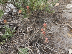 Castilleja praeterita