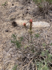 Castilleja praeterita