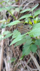 Euptychia fetna