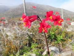 Phycella cyrtanthoides