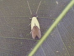 Opogona protodoxa