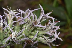 Liatris bridgesii