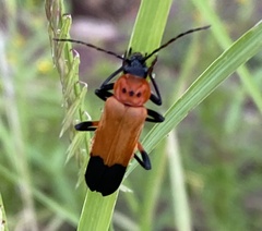 Chauliognathus profundus
