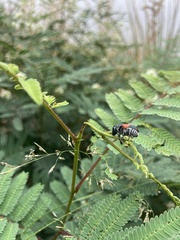 Megalostomis pyropyga