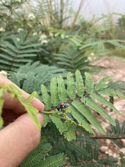 Megalostomis pyropyga