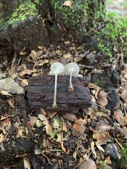 Entoloma watsonii