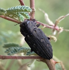 Chrysobothris merkelii