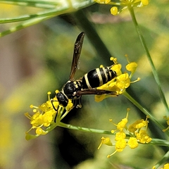 Ancistrocerus catskill