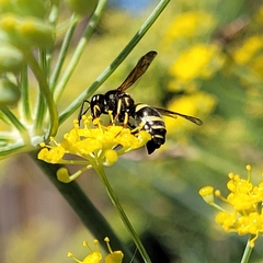Ancistrocerus catskill
