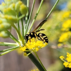 Ancistrocerus catskill