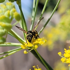 Ancistrocerus catskill