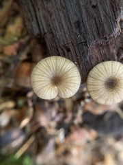 Entoloma watsonii