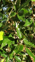 Quercus xalapensis