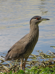 Nycticorax nycticorax