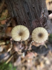 Entoloma watsonii