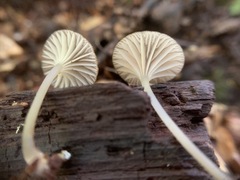Entoloma watsonii