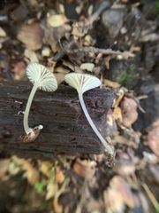 Entoloma watsonii