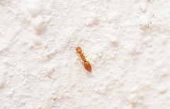 Cephalonomia