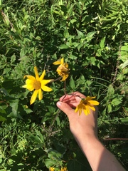Helianthus occidentalis