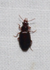 Plochionus timidus