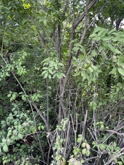 Zabelia biflora