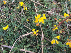 Lotus corniculatus corniculatus