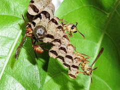 Mischocyttarus angulatus
