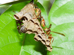 Mischocyttarus angulatus