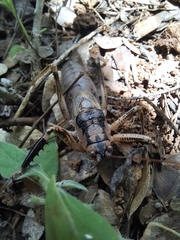 Nesoecia insignis