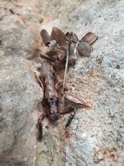 Nesoecia insignis