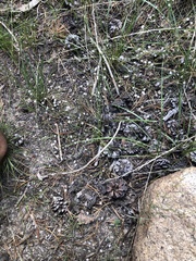 Eriogonum spergulinum