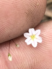 Eriogonum spergulinum