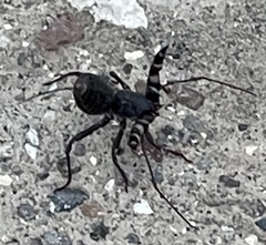 Mastigoproctus giganteus