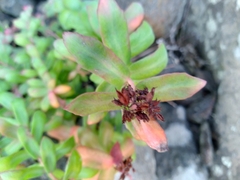 Rhodiola rosea