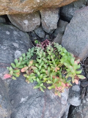 Rhodiola rosea