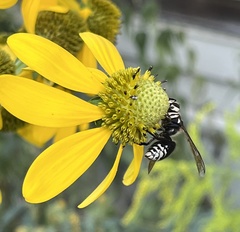 Dolichovespula maculata