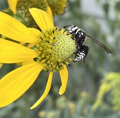 Dolichovespula maculata