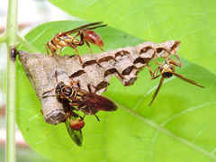 Mischocyttarus angulatus