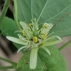 Passiflora henryi