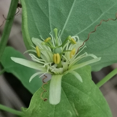 Passiflora henryi